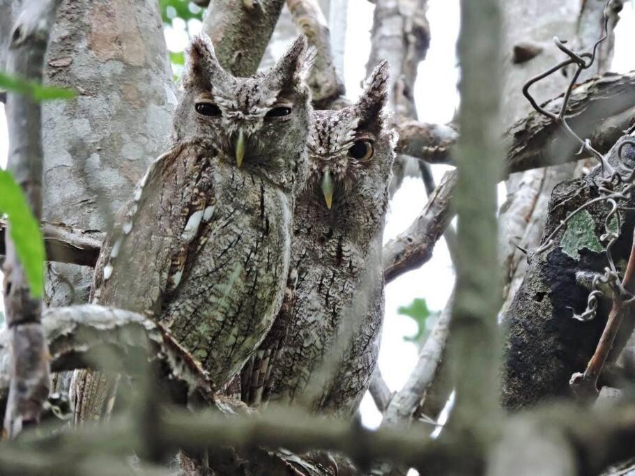 Casa Euphonia Monteverde Dış mekan fotoğraf