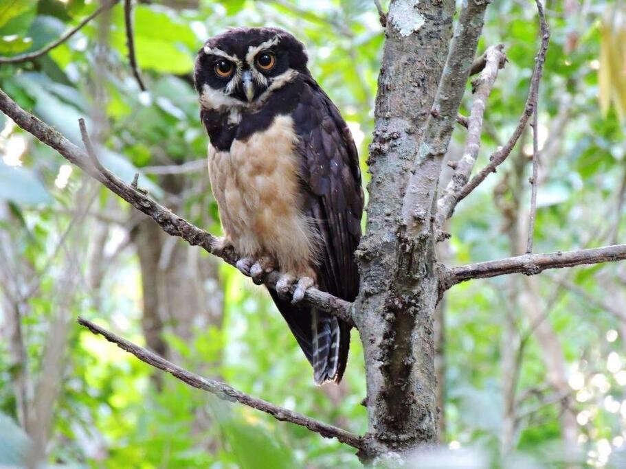 Casa Euphonia Monteverde Dış mekan fotoğraf