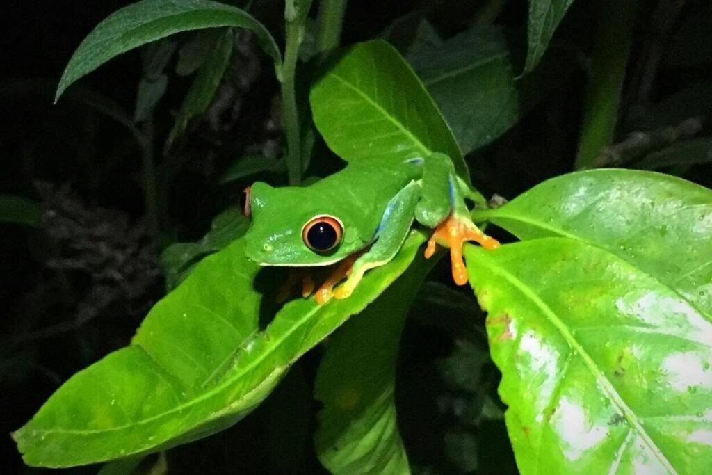 Casa Euphonia Monteverde Dış mekan fotoğraf
