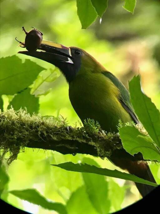 Casa Euphonia Monteverde Dış mekan fotoğraf