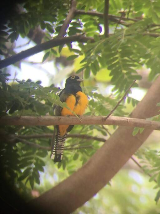 Casa Euphonia Monteverde Dış mekan fotoğraf