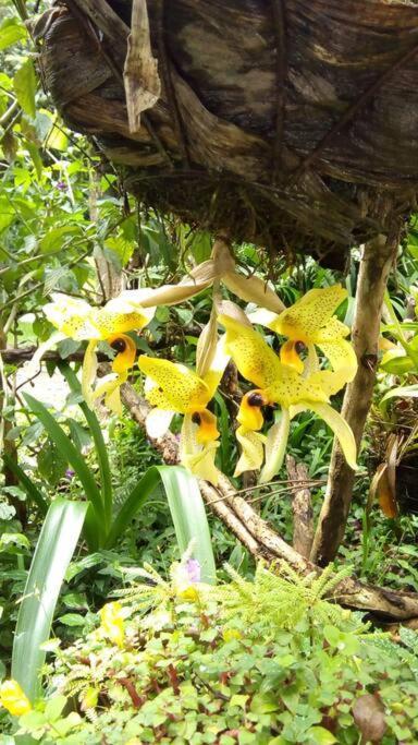 Casa Euphonia Monteverde Dış mekan fotoğraf