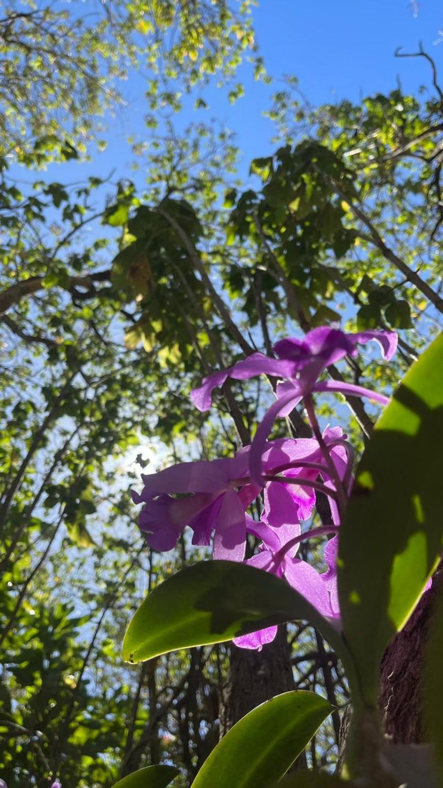 Casa Euphonia Monteverde Dış mekan fotoğraf